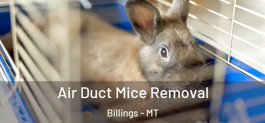 Air Duct Mice Removal Billings - MT